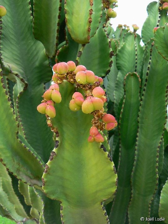 Euphorbia abyssinica (fr.) ©JL P1250316